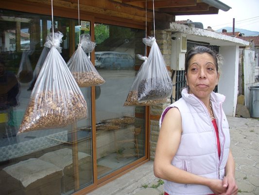 Иванка Добрева от ромската махала в Котел е собственичка на изкупвателен пункт за гъби - основно препитание на ромите тук. СНИМКИ: Ваньо Стоилов
