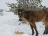Десетки коне бедстват без храна и вода в Осоговската планина