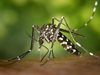 Пръскат срещу комари в Русе