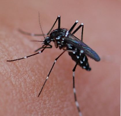 Комар, причинител на маларията.