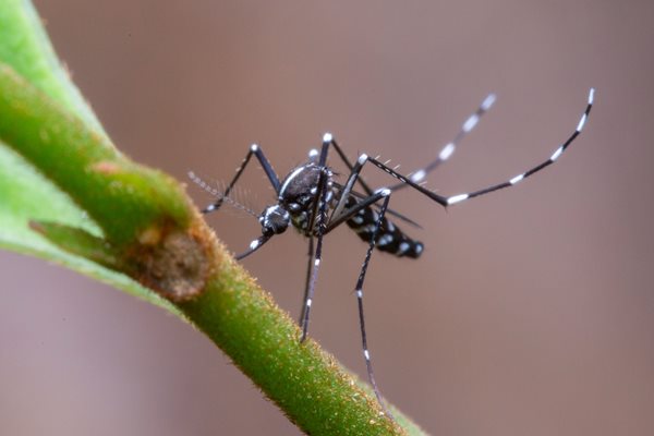 Учени заразиха доброволци с вируса Зика в търсене на ваксина и лечение