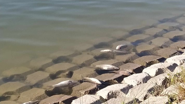 Много мъртва риба изплува в Гребния канал.