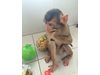 Маймунката Алф отпразнува първия си рожден ден (Снимки)