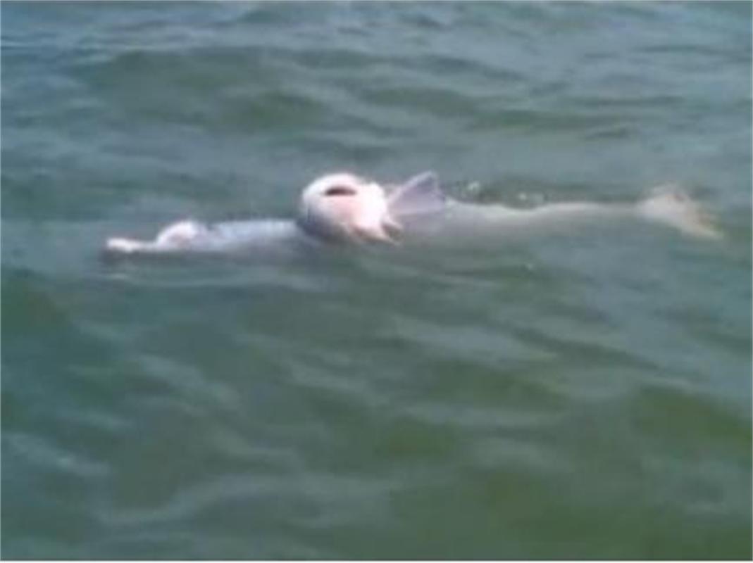 Делфин се грижи три дни за мъртвото си бебе