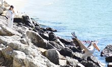 Изчезна пеликанът Стойчо, който кацаше на 10-етажен блок във Варна, ходеше при рибарите или на Златните