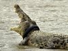Крокодил ухапа френска туристка след опит за селфи