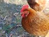 Нови две огнища на птичи грип са регистрирани в Пловдивска област