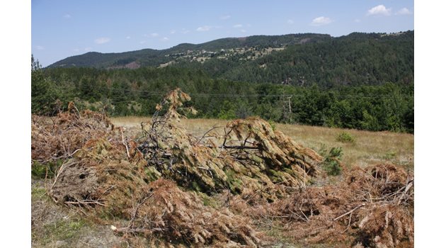 Експерти разказаха, че короядите усещат, когато дървото е с отслабен имунитет. Така хиляди декари гора са унищожени само в териториите на Южноцентралното предприятие.