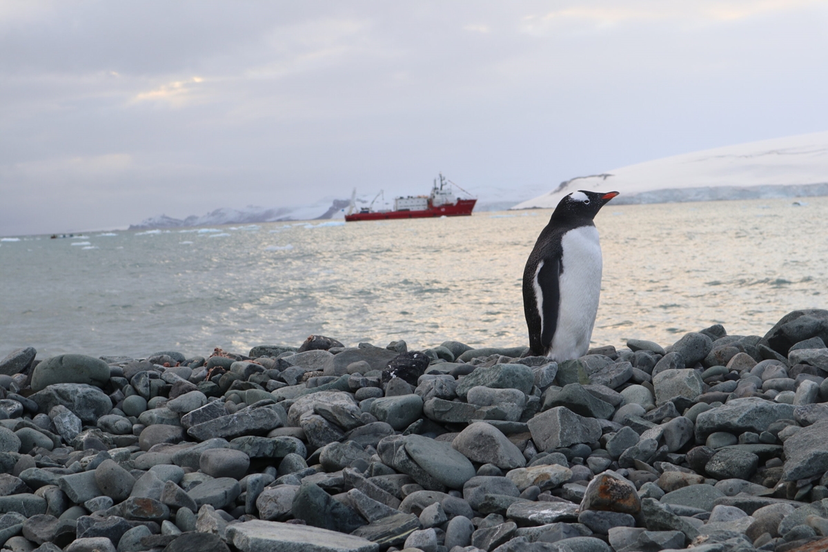 Откриват фотоизложба за Антарктида в Природонаучния музей в Пловдив (Снимки)