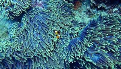 Учени са открили девствен риф с огромни корали и дължина