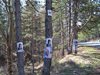 Облепиха с предизборни плакати гора (Видео)