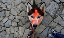 Куче с червен прах по време на  хиндуистки фестивал в Монтерей, Мексико