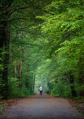 Разходката в гората зарежда със здраве и влияе благотворно на душата.СНИМКИ: ПИКСАБЕЙ