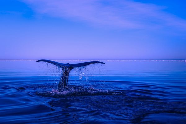 Гърбат кит се появи във водите край Монреал