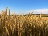 80 тона пшеница изгоряха при пожар в Бургас