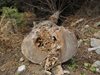 Агресивният корояд убил 1 млн. декара  български гори