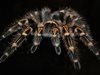 Турция арестува куратор на US музей за трафик на отровни паяци и скорпиони