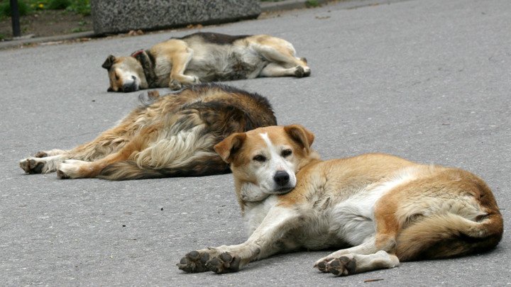 Общините искат национална програма за кастрация на бездомни кучета и котки