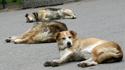 Бездомни кучета. СНИМКА: АРХИВ