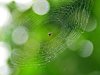 Учени използват коприна от паяци за "ремонт" на счупени кости