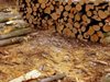 Полицаи задържаха три каруци с незаконна дървесина в Монтанско