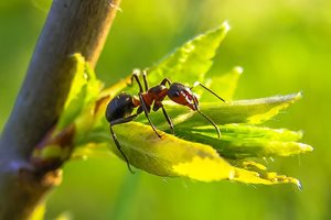 Учени откриха, че мравките произвеждат вещество, подобно на млякото