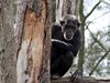 Нюйоркски съд ще постанови дали шимпанзетата са личности