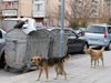 Дебнат бездомните кучета с GPS-и в Пловдив, цели глутници обикалят