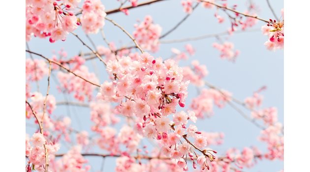 Пролетно време
Снимка: Pixabay
