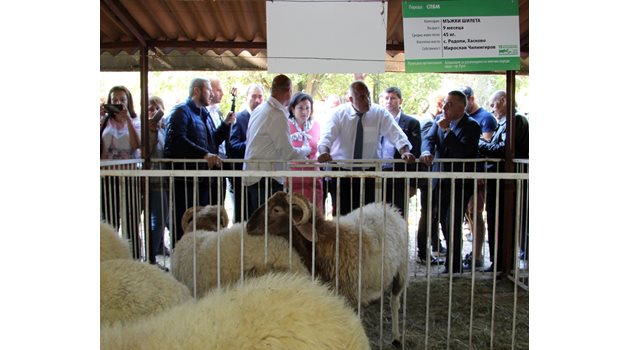 Премиерът Бойко Борисов посети днес 15-ото национално животновъдно изложение край Сливен - най-голямото в страната. На него бяха показани около 600 елитни животни от коне и овце до кучета и зайци.