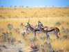 Мълния уби 350 степни антилопи в Казахстан