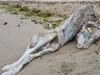 Морето изхвърли мъртви овце на плажове във Варна