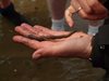 В Западна Франция се отглеждат милиони морски червеи за медицински цели