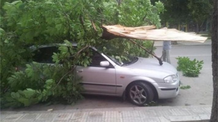 Инцидент в Русе: Дърво се срути върху кола до Съдебната палата