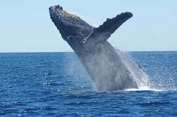 Преди няколко милиона години, най-големите китове са били не по-дълги от 5 метра. СНИМКА: Pixabay