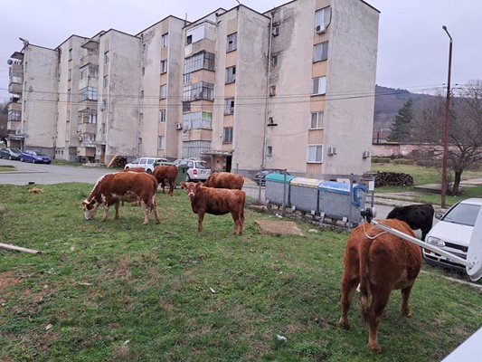 Стадо крави се разхождат из Малко Търново СНИМКА: Фейсбук