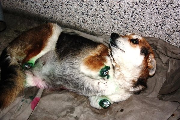 Жестокостта над кучето Мима, чиито лапички бяха отсечени, стана причина насилието над животни да влезе в Наказателния кодекс. СНИМКИ: АРХИВ