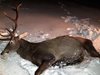 Убитите 7 елена потресоха и Световния ловен съюз
