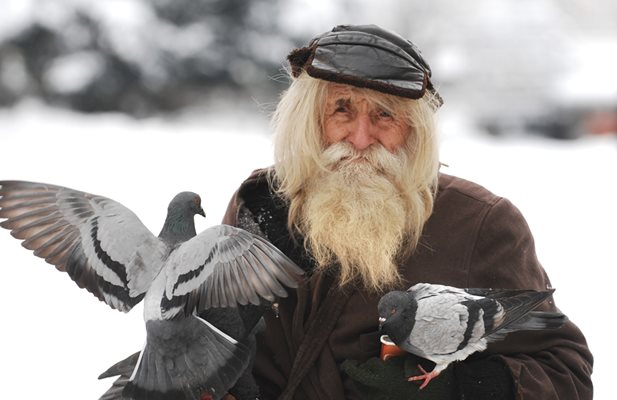 Дядо Добри приживе храни гълъби до храма “Свети Седмочисленици” в София.  СНИМКА: ЙОРДАН СИМЕОНОВ