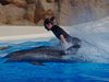 Забраняват плуването с делфини на Хавайските острови