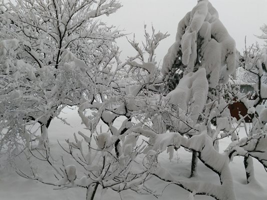 Снегът изпочупи дървета и клони и накъса проводници от електроразпределителната мрежа