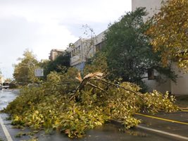 Огромните изкоренени дървета направиха непроходими много от улиците и булевардите в града.

СНИМКИ: АВТОРЪТ