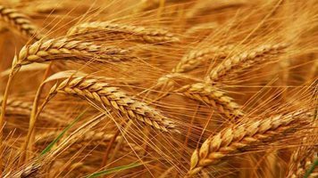 Рейтингът на реколтата от френска мека пшеница е на десетгодишен връх