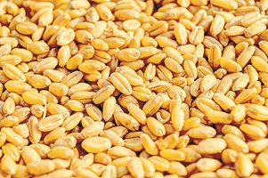 Земеделци продават пшеницата на загуба в Добруджа, за да освободят складовете за новата реколта