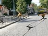 Тролейбусни жици паднаха върху два автобуса в Пловдив, потрошиха ги