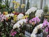 Къде да сложите орхидеята, за да цъфти редовно