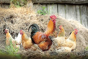 Как да приобщите нови кокошки в стадото