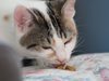 Експерти дават съвети как да се преборим с котки, които ни будят за храна в ранни зори