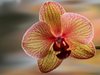 Учени откриха два нови вида орхидеи в Япония