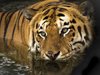 Тигър уби служителка в зоопарка в Цюрих